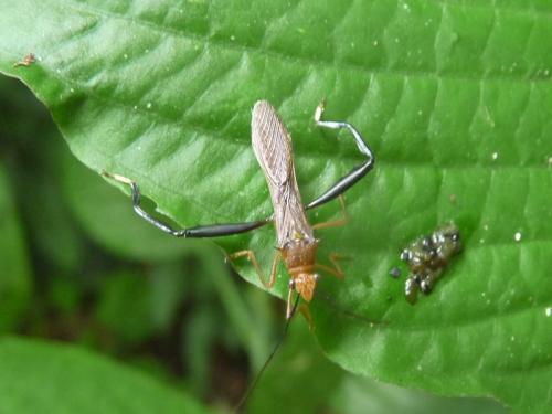 Hyalymenus sp.